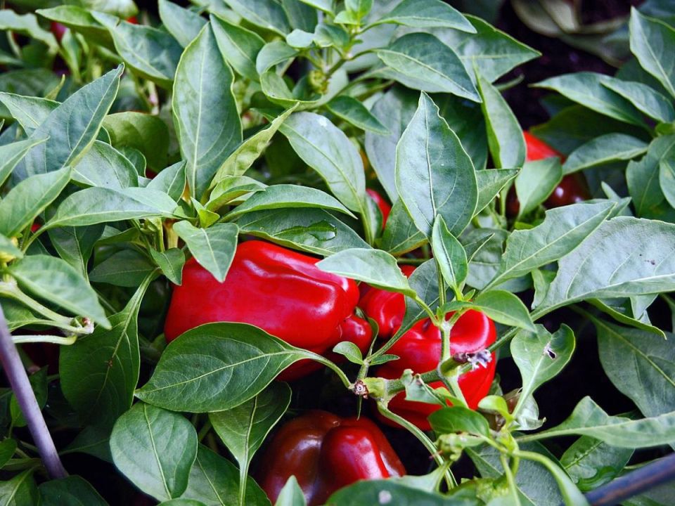 Секреты здорового урожая перцев: простое удобрение, которое впечатляет