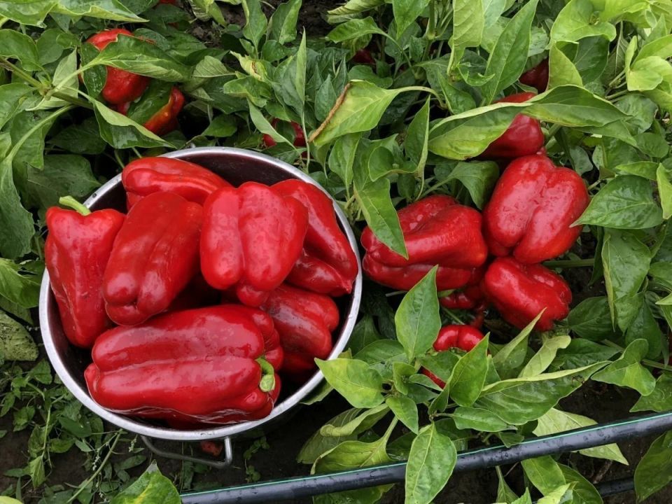 Как куриный помёт превращает ваш огород в оазис: секреты успешного использования