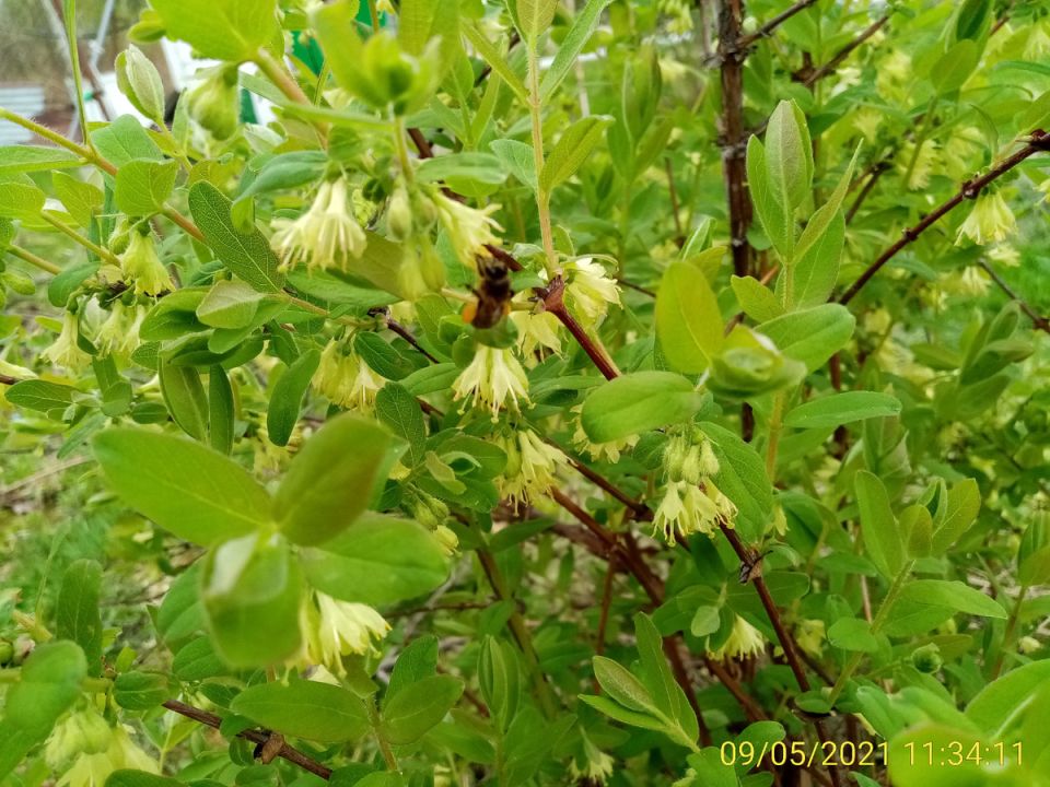 Как получить обильный урожай жимолости: секреты ухода