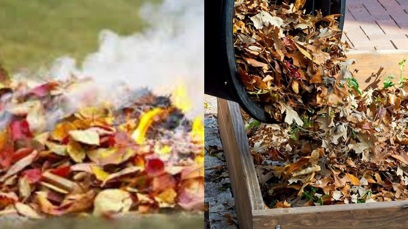 Как использовать опавшие листья: шесть проверенных способов, которые помогут экономить и повысить урожай