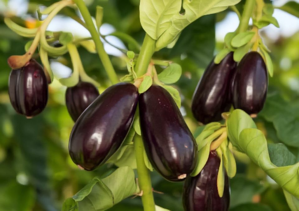 Как правильно вырастить баклажаны: советы опытных садоводов