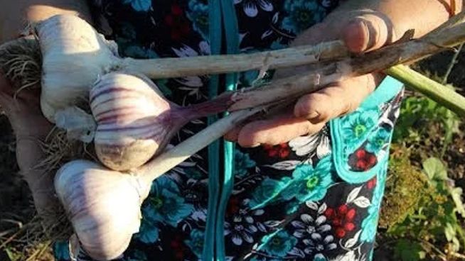 Соседский секрет: как вырастить чеснок размером с яблоко