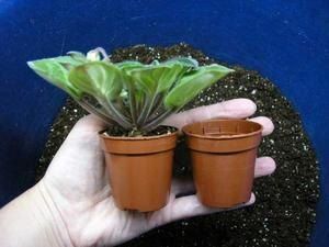 Почему фиалки не цветут: секреты и советы для домашних садоводов