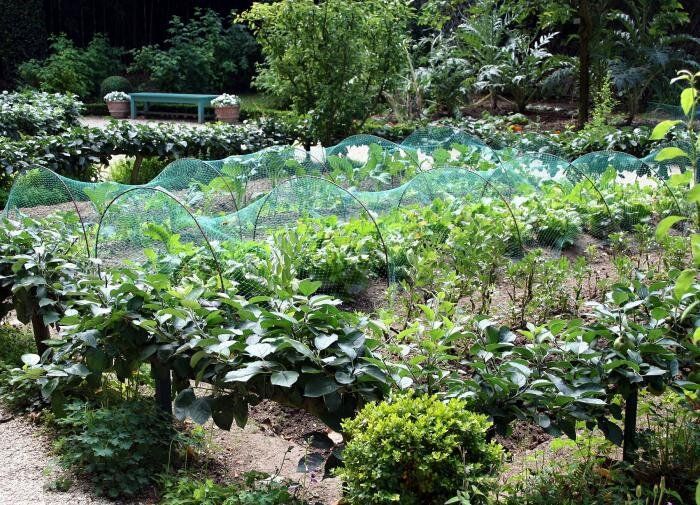 Как защитить свой сад от клещей: полезные растения-природные репелленты