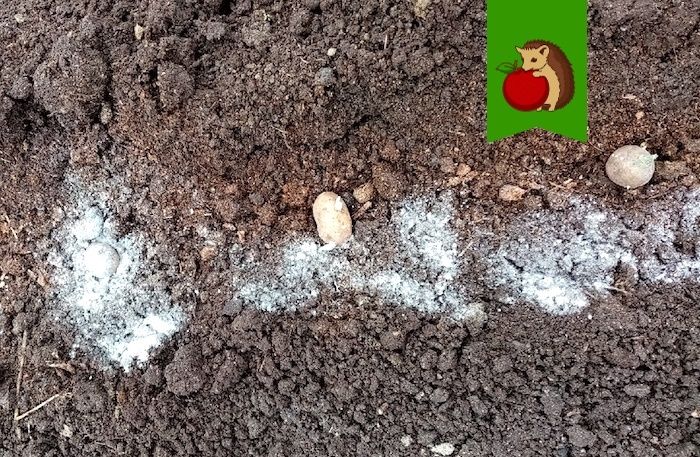 Три ингредиента, которые могут навредить урожаю картофеля