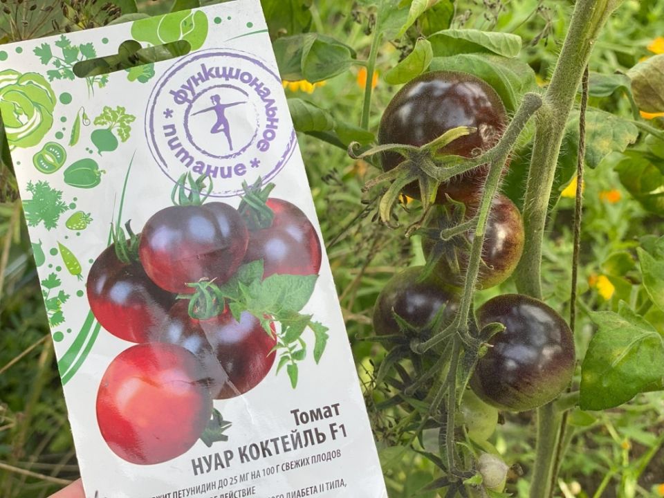 Открытие сезона: томаты «Нуар Коктейль F1» — полезные и красочные плоды вашего огорода!