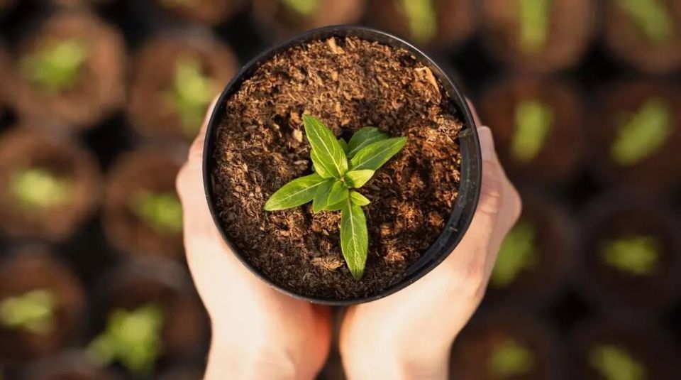 Преимущества перевалки растений: как сделать пересадку проще и безопаснее