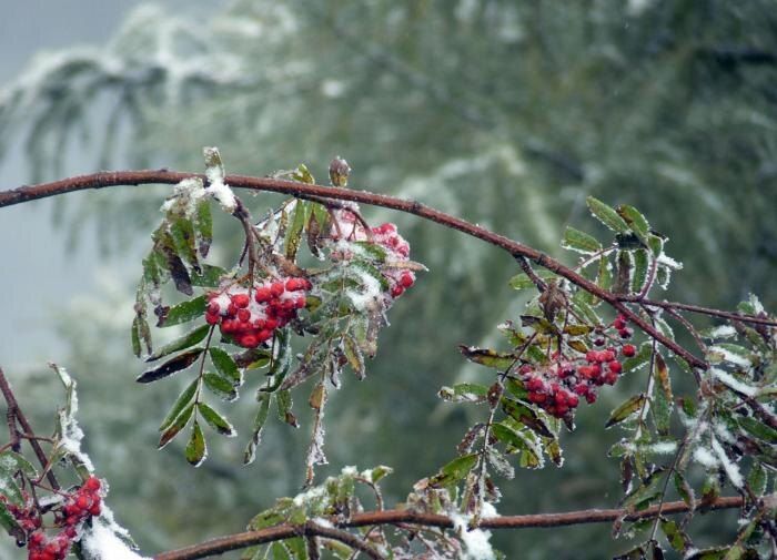 Как защитить свои растения от зимних морозов: лучшие укрытия для сада