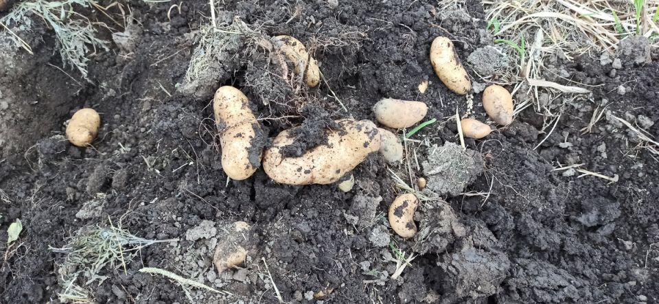 Как избавиться от проволочника без химии: простой и безопасный способ