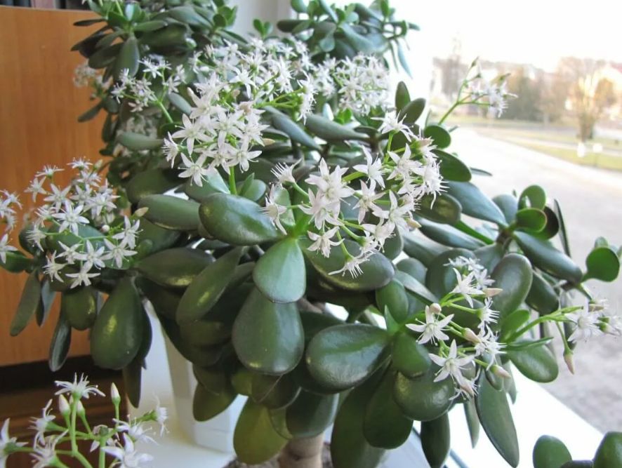 Как добиться великолепного цветения декабриста и денежного дерева: простые секреты