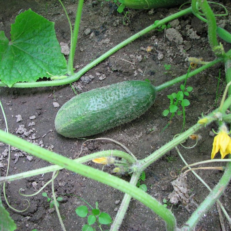 Тайны высококачественных огурцов: как вырастить сладкие и хрустящие плоды