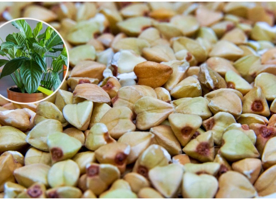 Как старая гречка превращается в мощное удобрение для ваших растений