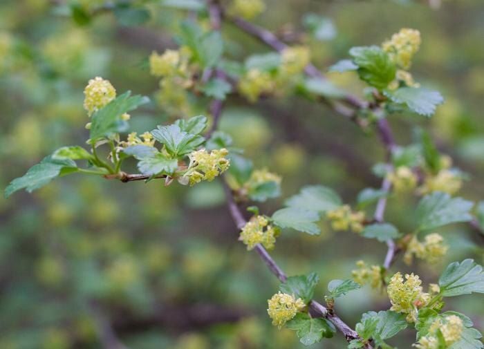 Как вернуть жизнь старой смородине: простые шаги для обновления куста