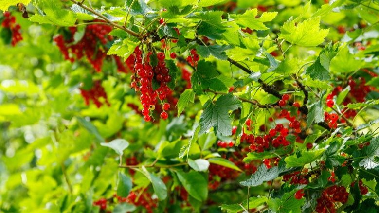 Удивительные секреты ухода за смородиной: как простое обрывание листьев приносит большой урожай