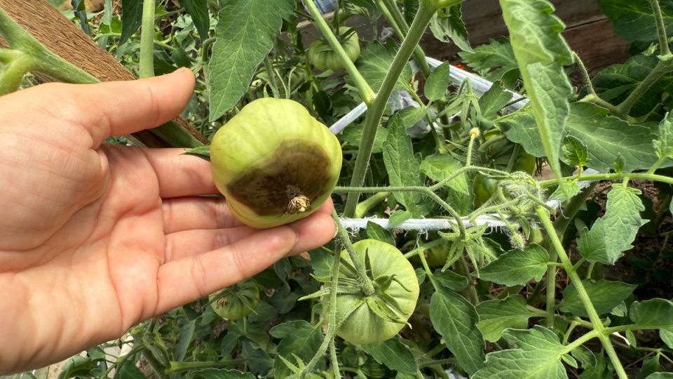 Как спасти томаты от гнили: простое народное средство с мгновенным эффектом