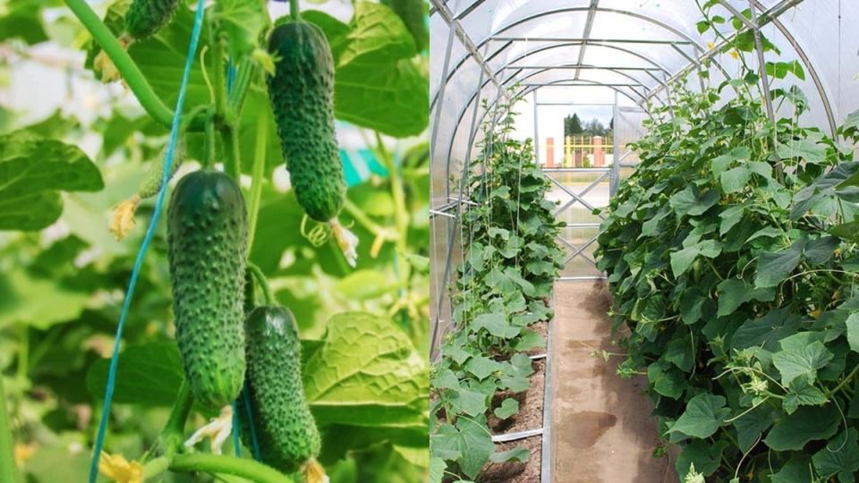 Как организовать три волны урожая огурцов в умной теплице
