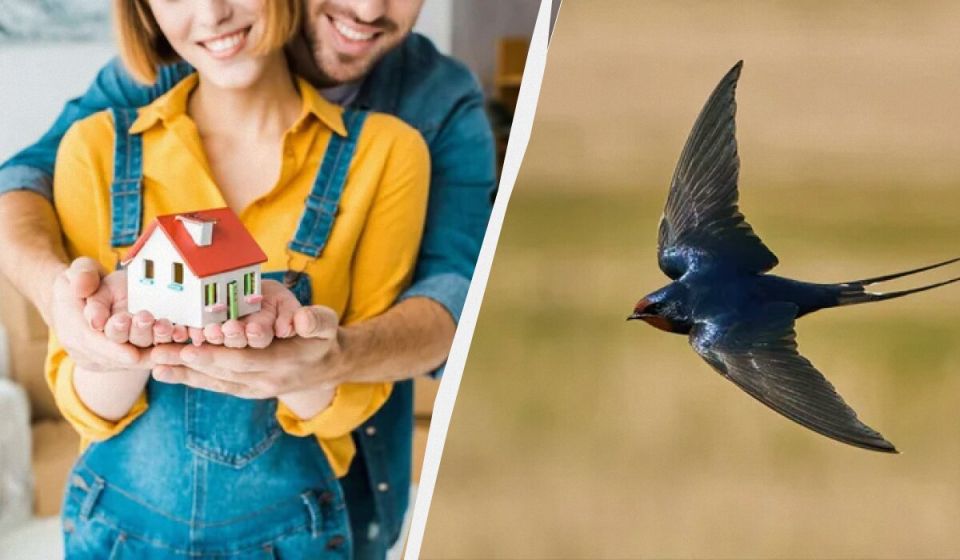Значение ласточки: что означает гнездо рядом с домом?