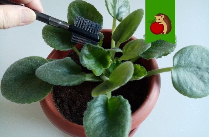 Как простое средство превращает уход за растениями в искусство