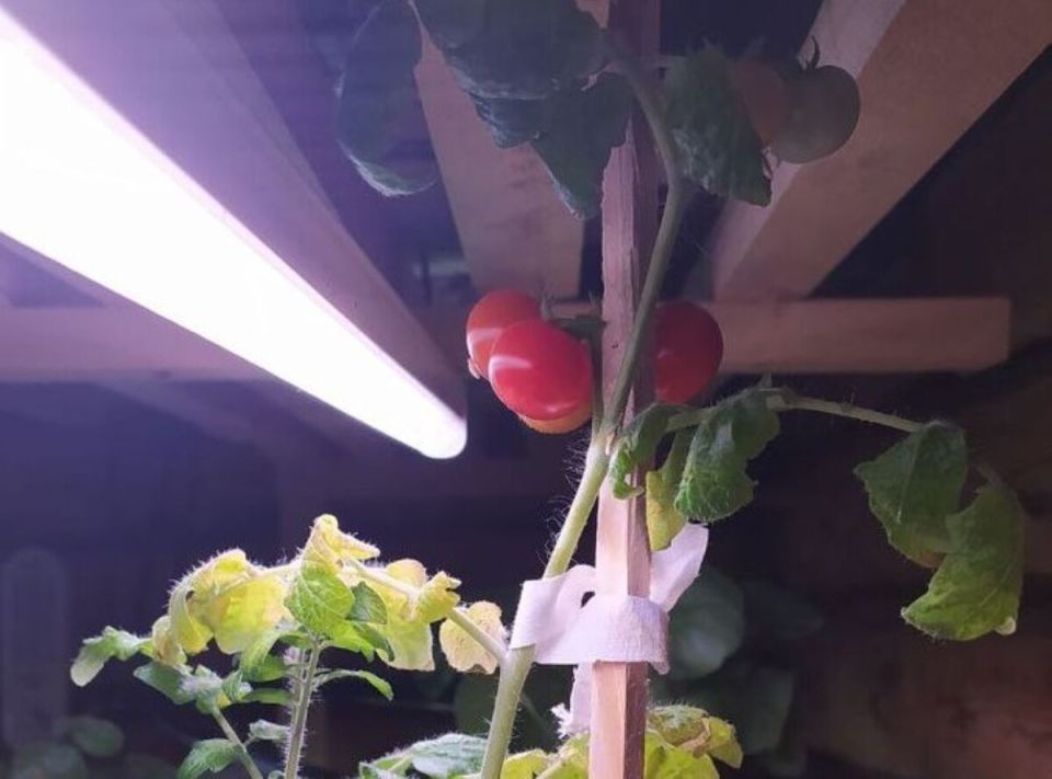 Зимний огород на подоконнике: как вырастить вкусные овощи в домашних условиях