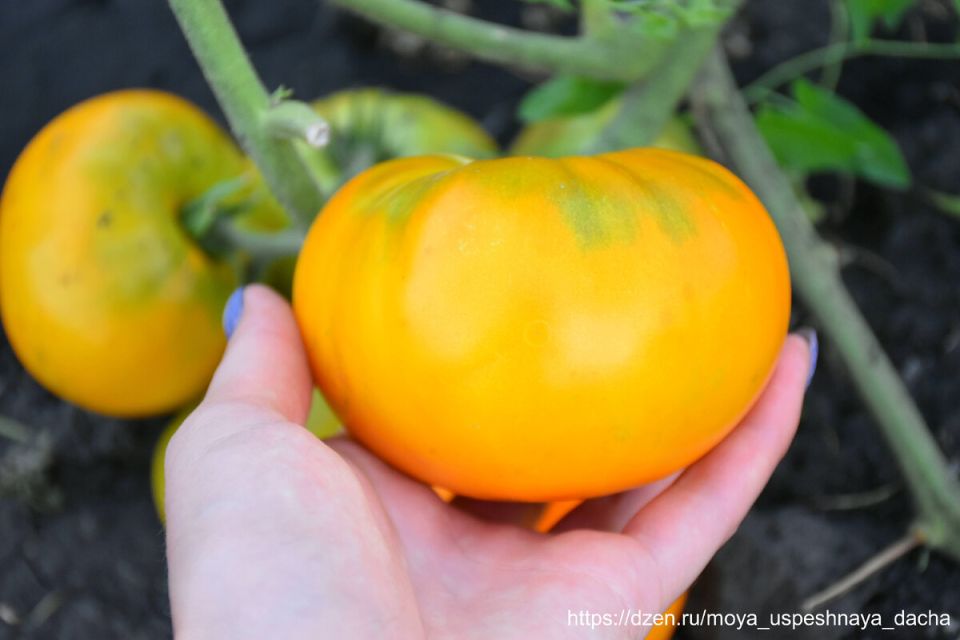 Сладкие томаты, которые влюбляют: знакомьтесь с сортом медовый гигант