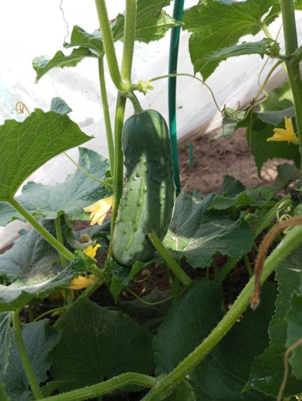 Как выбрать и вырастить идеальный огурец: секреты от опытного огородника