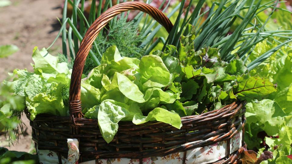 Знакомые начнут нос воротить: как понять, что организм перегружен токсинами