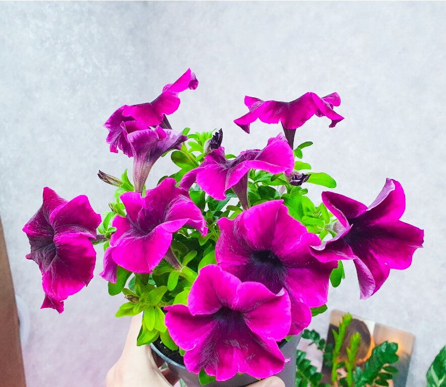 Секреты успеха: как профессиональные садоводы добиваются роскошной рассады