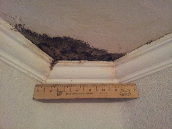 Как избежать проблем с новой квартирой: разбор судебных споров из-за плесени и холодных стен