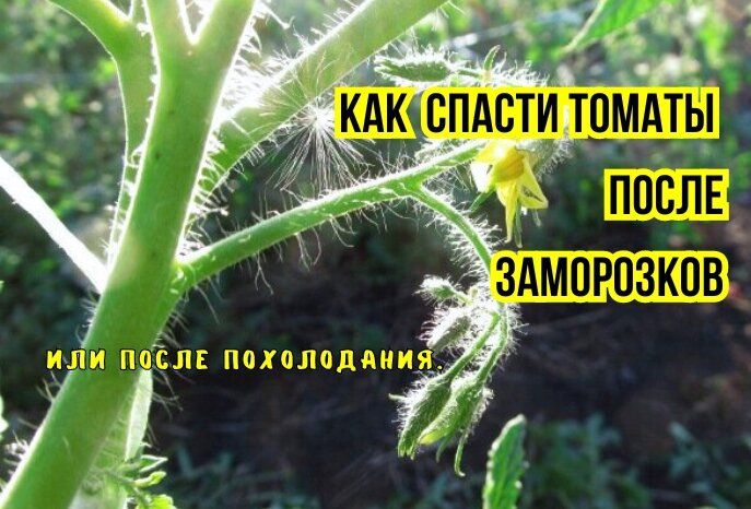 Как восстановить томаты после холодов: советы агрономов