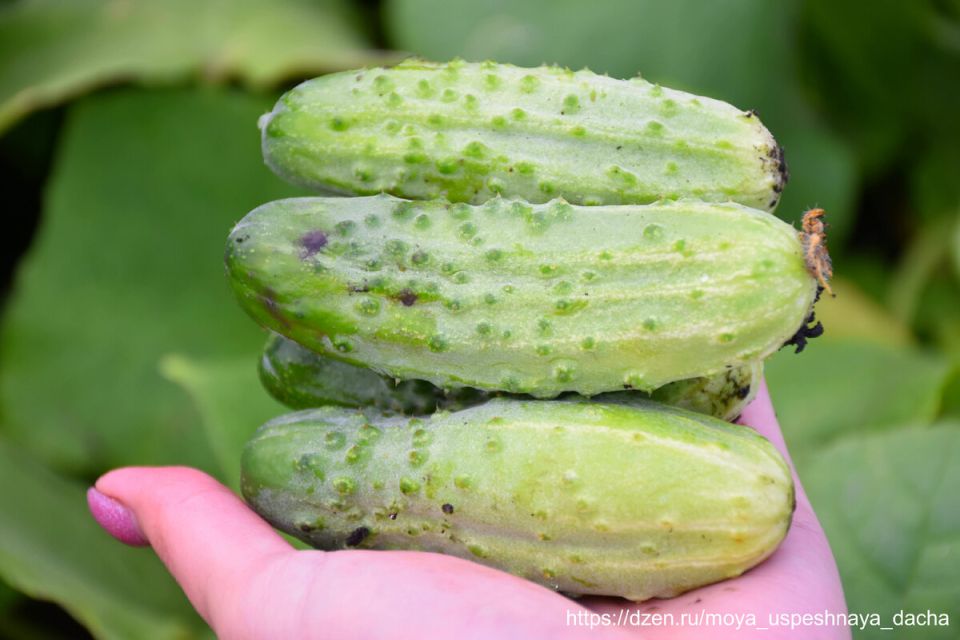 Шикарные огурцы, которые станут звездой вашего огорода