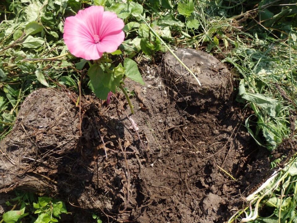 Как навсегда избавиться от муравьев на дачном участке