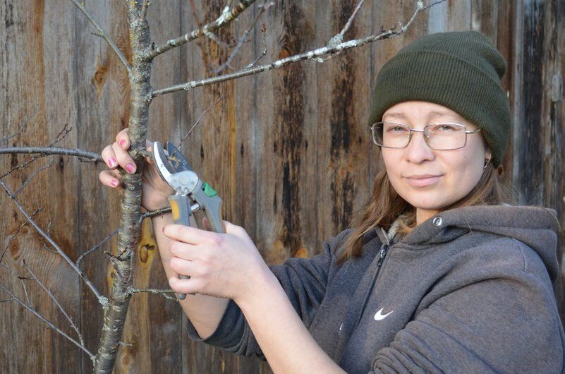Как правильно обрезать вишню осенью: советы и рекомендации