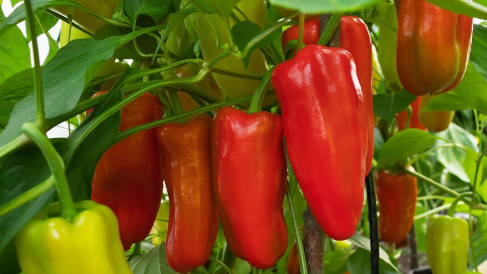 Перцы в теплице будут мелкими и хилыми: рассада не приживется из-за этих двух ошибок