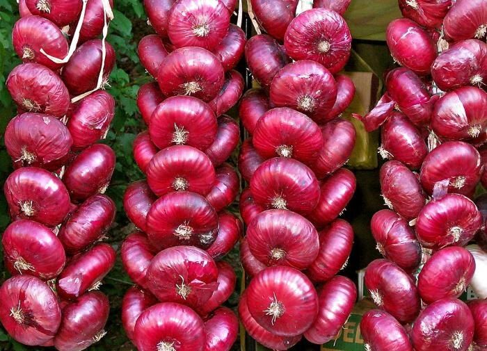 Идеальные соседи для лука на грядке