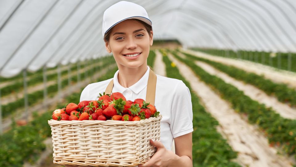 Клубника жаждет только этой подкормки: внесите один раз весной для небывалого урожая