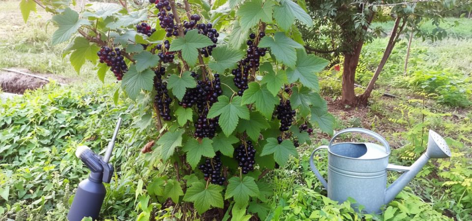 Как простая аскорбинка может сделать вашу смородину сладкой и крупной