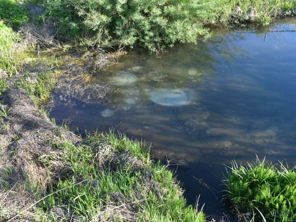 Донный ил — секрет натурального удобрения, о котором вы не знали