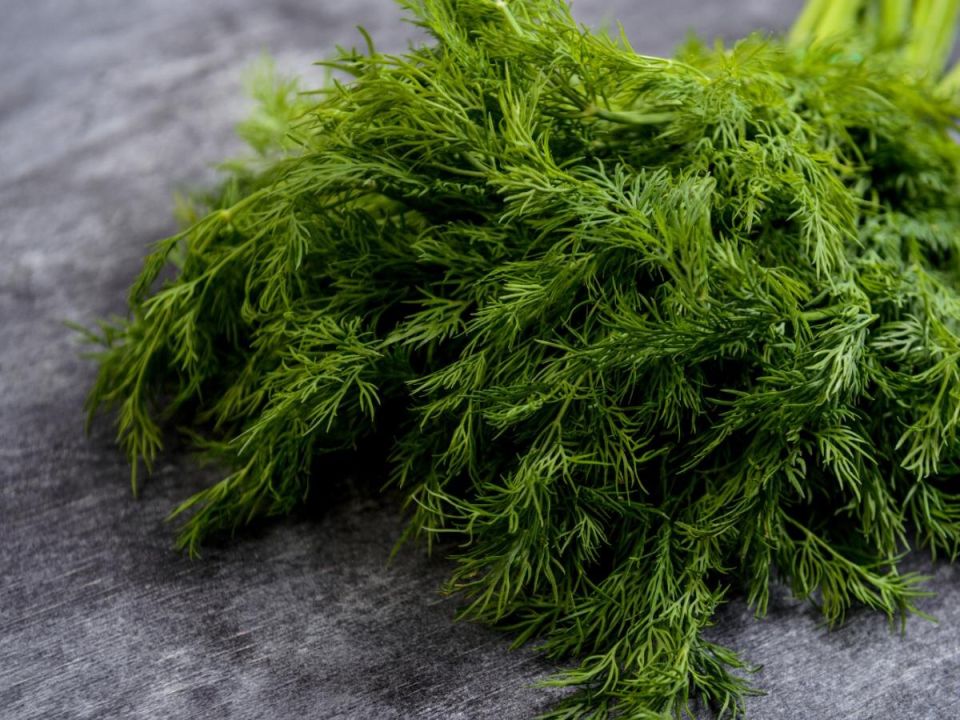 Почему укроп на подоконнике бледнеет и теряет форму: основные проблемы и решения