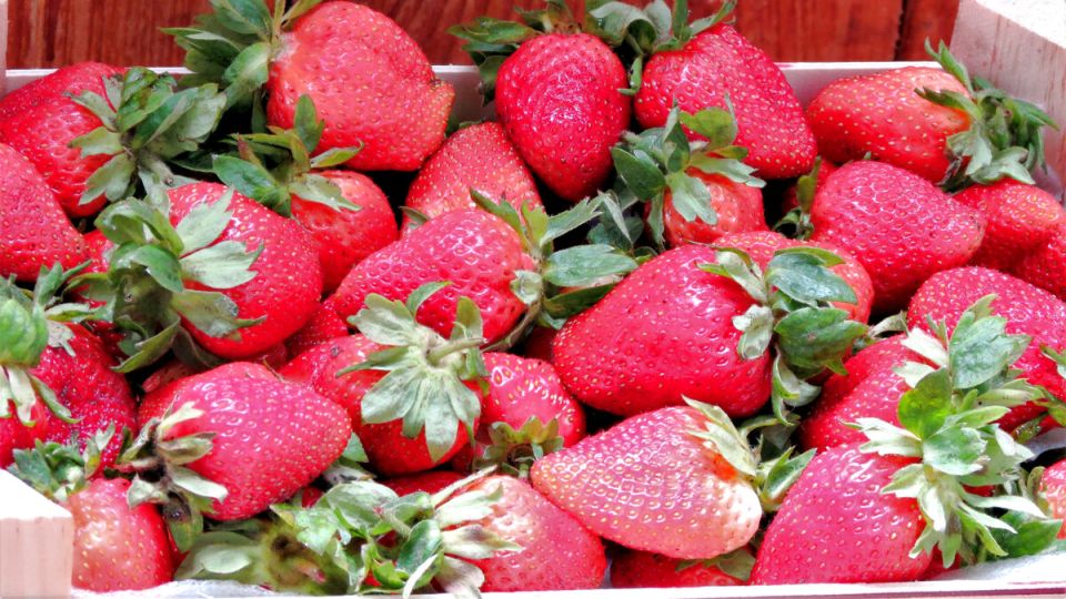 Клубника из СССР: старые сорта, которые стоит вырастить на даче