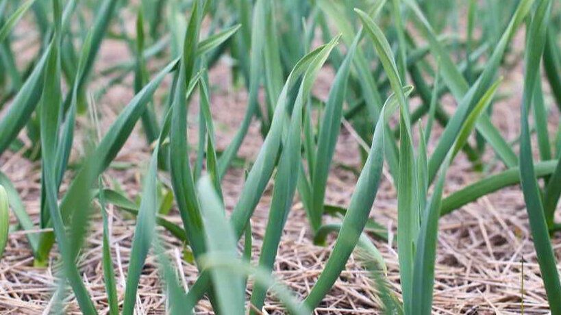 Как правильно подкормить чеснок в июне: секреты агрономов