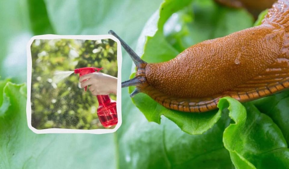 Как освободить огород от слизней: простой метод с чесноком