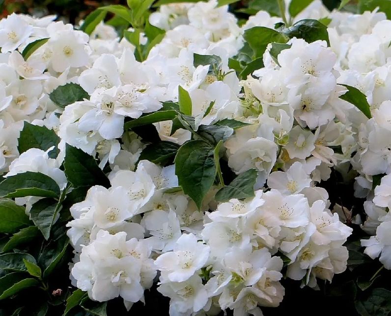 Чубушник: как сделать так, чтобы он радовал вас долгие годы