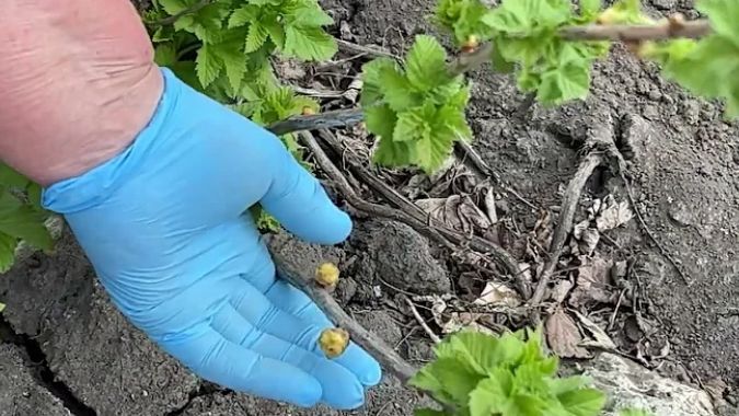 Секреты успешной борьбы с почковым клещом: защита смородины без лишних усилий