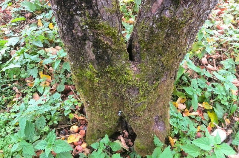 Как защитить плодовые деревья от мха и лишайников: советы экспертов