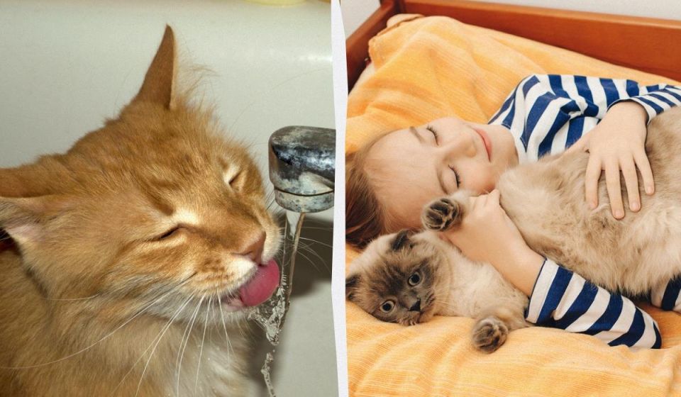 Необычные привычки котов: что стоит знать о поведении домашних любимцев