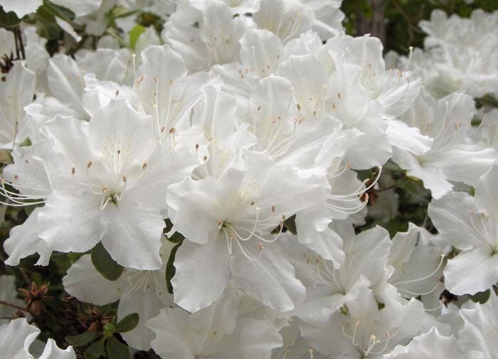 Зола в саду: когда она может стать врагом ваших растений