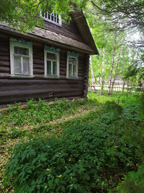 Сныть: неожиданный деликатес из леса