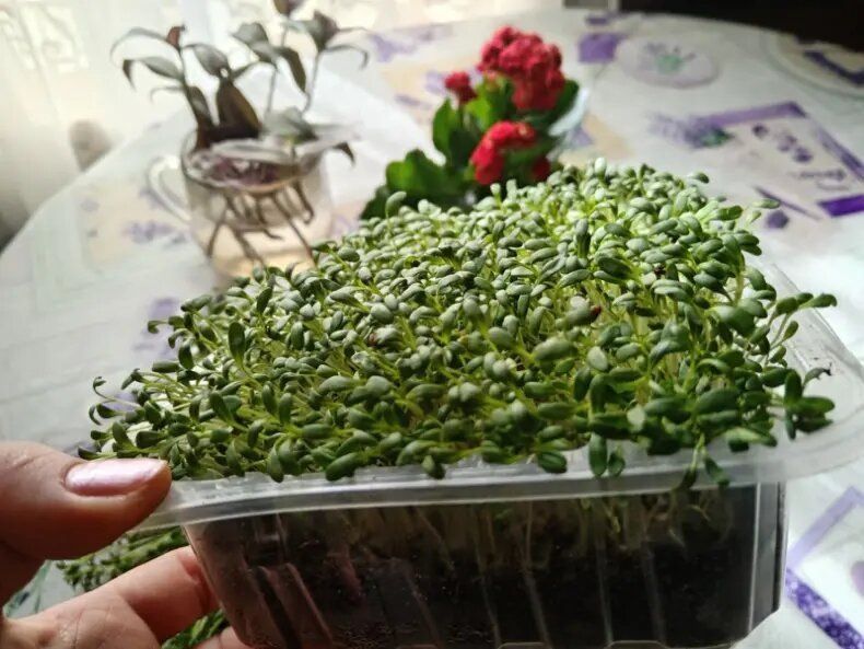 Свежие овощи к Новому году: какие культуры легко вырастить на подоконнике