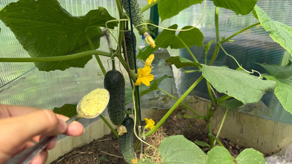 Удивительная подкормка огурцов: как один ингредиент спасает урожай