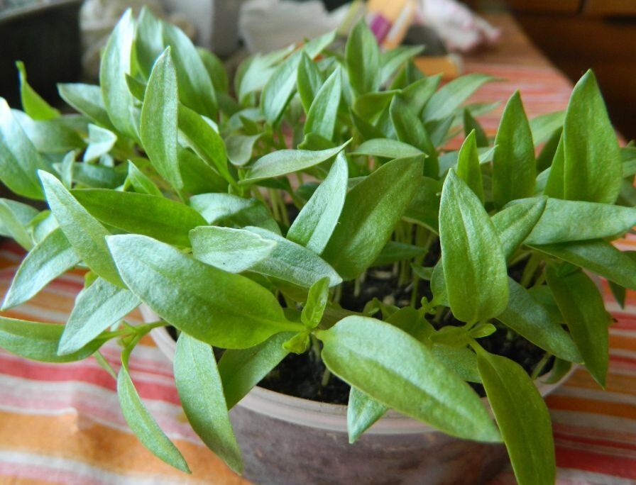 Идеальные условия для рассады: секреты успешного роста и крепкой корневой системы